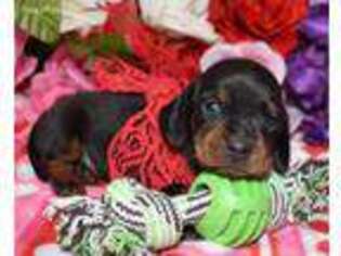 Dachshund Puppy for sale in Colorado Springs, CO, USA