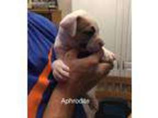 American Bulldog Puppy for sale in Safford, AZ, USA