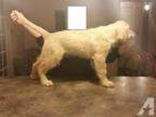 Golden Retriever Puppy for sale in BUTLER, AL, USA