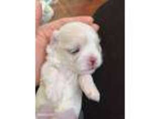 Maltese Puppy for sale in Granada Hills, CA, USA