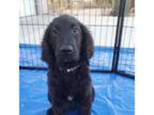 Goldendoodle Puppy for sale in Buckeye, AZ, USA