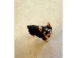 Yorkshire Terrier Puppy for sale in Leander, TX, USA