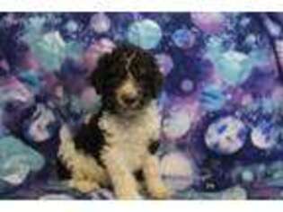 Mutt Puppy for sale in Joice, IA, USA
