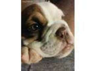 Bulldog Puppy for sale in Williamsburg, KY, USA