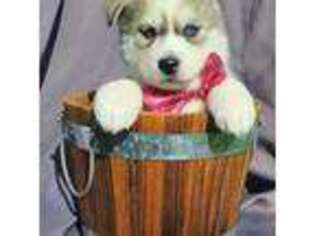 Siberian Husky Puppy for sale in Olympia, WA, USA