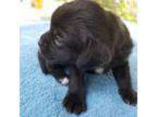 Puggle Puppy for sale in Farmington, AR, USA