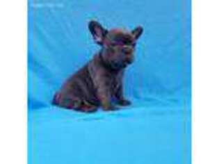 French Bulldog Puppy for sale in Rockville, MD, USA