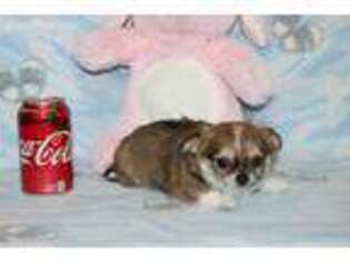 Chihuahua Puppy for sale in Sabillasville, MD, USA