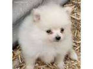 Pomeranian Puppy for sale in Idaho Falls, ID, USA
