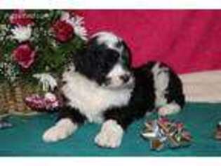 Mutt Puppy for sale in Blandford, MA, USA