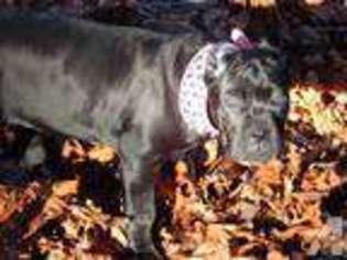 Cane Corso Puppy for sale in STANWOOD, WA, USA