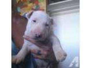 Bull Terrier Puppy for sale in ABILENE, TX, USA