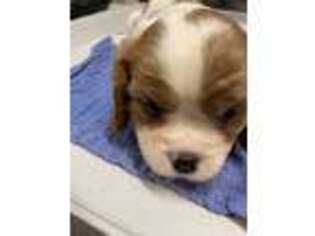 Cavalier King Charles Spaniel Puppy for sale in Buena Vista, GA, USA