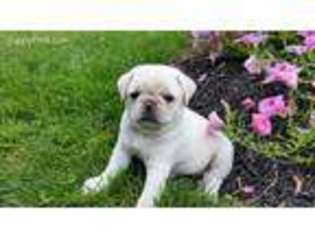 Pug Puppy for sale in Robesonia, PA, USA