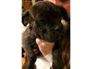 Bullmastiff Puppy for sale in Manton, MI, USA