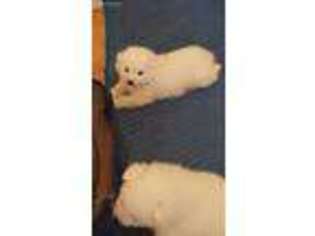 Medium Photo #1 American Eskimo Dog Puppy For Sale in Auburn, CA, USA