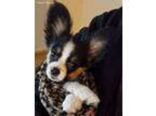 Papillon Puppy for sale in Plymouth, NH, USA