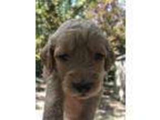 Goldendoodle Puppy for sale in Locust Grove, AR, USA