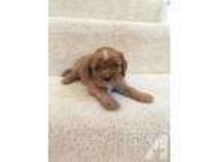Cavalier King Charles Spaniel Puppy for sale in TRACY, CA, USA