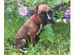 Boxer Puppy for sale in Grandview, TX, USA