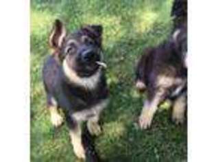 German Shepherd Dog Puppy for sale in Wyoming, MI, USA