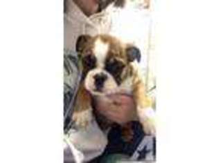 Bulldog Puppy for sale in KENNEWICK, WA, USA