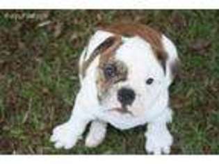 Olde English Bulldogge Puppy for sale in Garland, NC, USA