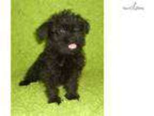 Affenpinscher Puppy for sale in Springfield, MO, USA