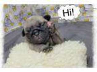 Pug Puppy for sale in Nashville, TN, USA