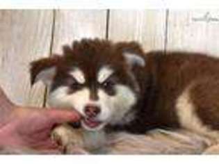 Siberian Husky Puppy for sale in Las Cruces, NM, USA