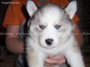 Siberian Husky Puppy for sale in Tecumseh, MI, USA