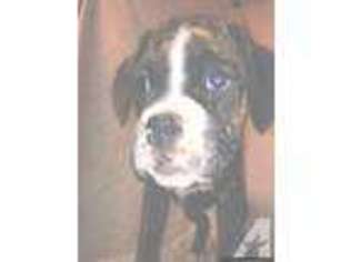 Boxer Puppy for sale in LOVELAND, CO, USA