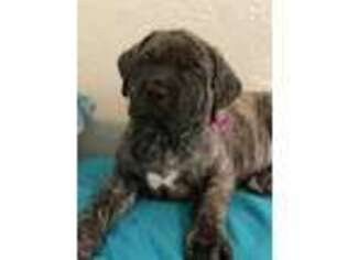 Mastiff Puppy for sale in Ocala, FL, USA