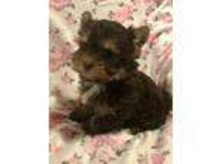 Yorkshire Terrier Puppy for sale in Gaffney, SC, USA