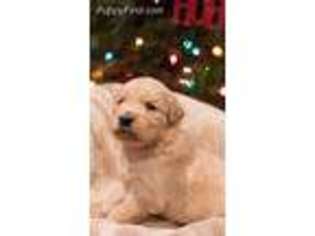 Golden Retriever Puppy for sale in Horseheads, NY, USA