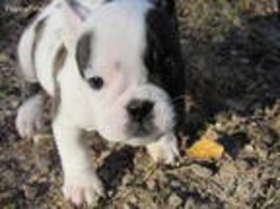 American Bulldog Puppy for sale in Verona, MO, USA