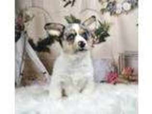 Pembroke Welsh Corgi Puppy for sale in Warsaw, IN, USA