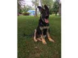 German Shepherd Dog Puppy for sale in Groveport, OH, USA