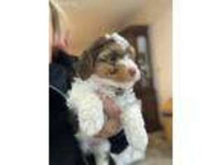Mutt Puppy for sale in Fortuna, MO, USA