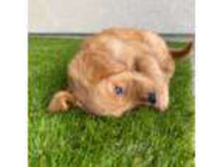 Golden Retriever Puppy for sale in Irvine, CA, USA