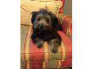 Havanese Puppy for sale in Semmes, AL, USA