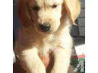 Golden Retriever Puppy for sale in HOODSPORT, WA, USA