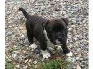 Staffordshire Bull Terrier Puppy for sale in Mineral, VA, USA