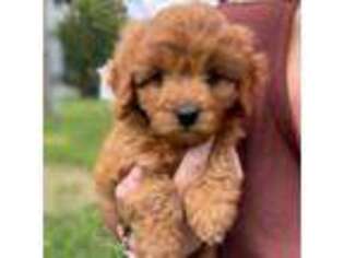 Cavapoo Puppy for sale in Middleburg, PA, USA