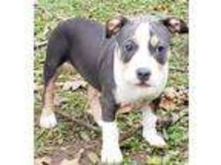 Mutt Puppy for sale in Tupelo, MS, USA