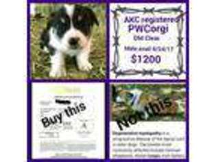 Pembroke Welsh Corgi Puppy for sale in Keenesburg, CO, USA