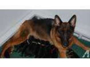 German Shepherd Dog Puppy for sale in BETHESDA, MD, USA