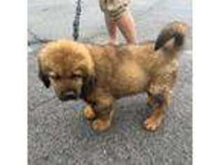 Tibetan Mastiff Puppy for sale in Knoxville, TN, USA