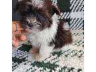 Havanese Puppy for sale in Chicago, IL, USA