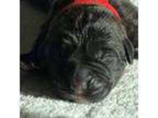 Cane Corso Puppy for sale in Westminster, CO, USA